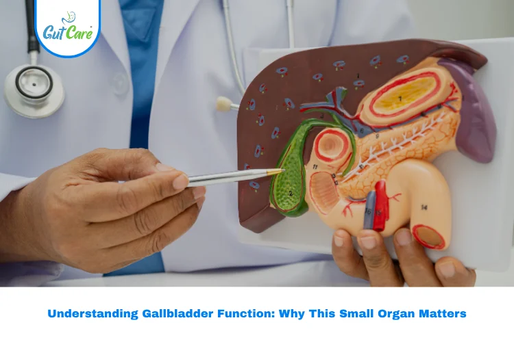 Gallbladder Function